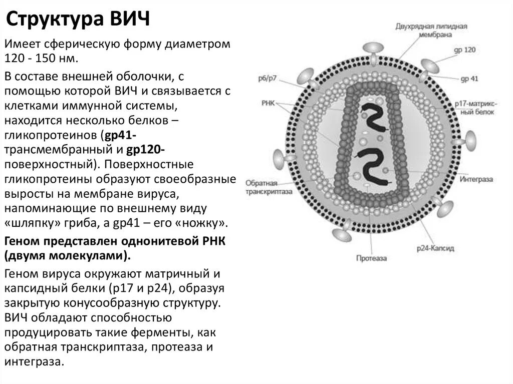 Схематичное строение спида. Структура вируса вич. строение вириона вич инфекция. схема вируса вич. строение вируса вич.
