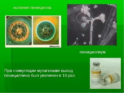 Пеницилл и бактерии