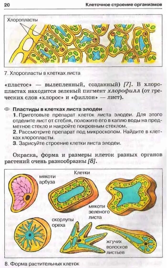 Биология 6 класс учебник Пасечник. Биология 6 класс учебник Пасечник читать. Электронный учебник по биологии 6 класс Пасечник.