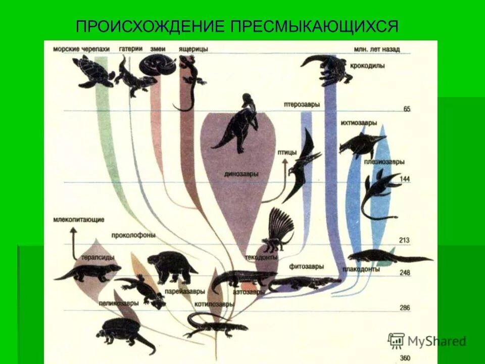 древние рептилии происхождение. класс пресмыкающиеся происхождение. происхождение рептилий. предки пресмыкающихся. возникновение пресмыкающихся.