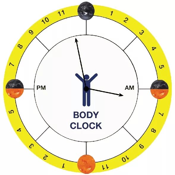 Body Clock. Проект часы. Biological Clock. Body Clock speaking. Сколько стоит клок мен