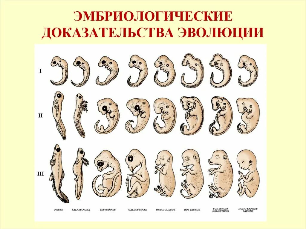 Наличие у зародыша человека. Эмбриологические доказательства эволюции человека. Доказательства эволюции эмбриологические доказательства. Эмбриологические док ва эволюции. Эмбриологические доказательства эволюции родства животных.