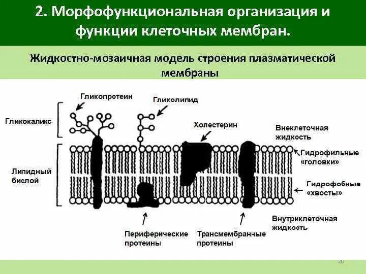 Жидкостно-мозаичная модель плазматической мембраны. Жидкостно-мозаичная модель мембраны клетки. Жидко мозаичная модель плазматической мембраны. Жидкостно-мозаичная структура мембран. Строение и функции плазматической