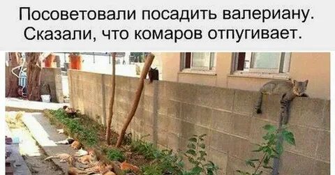 Ничего садить не буду