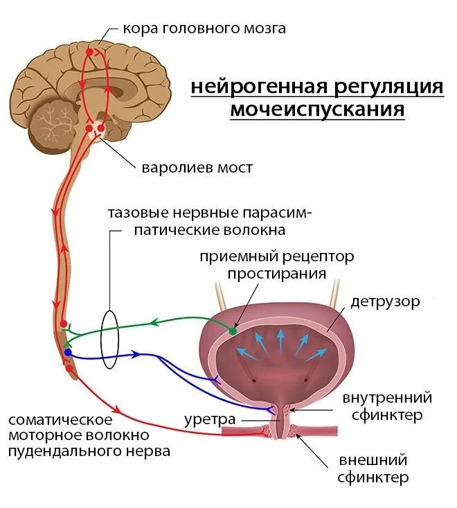 Центр рефлекса мочеиспускания. Механизм сокращения мочевого пузыря. Нейрогенная дисфункция мочевого пузыря. Анэхогенный мочевой пузырь. Нейрогенный мочевой пузыт рь.