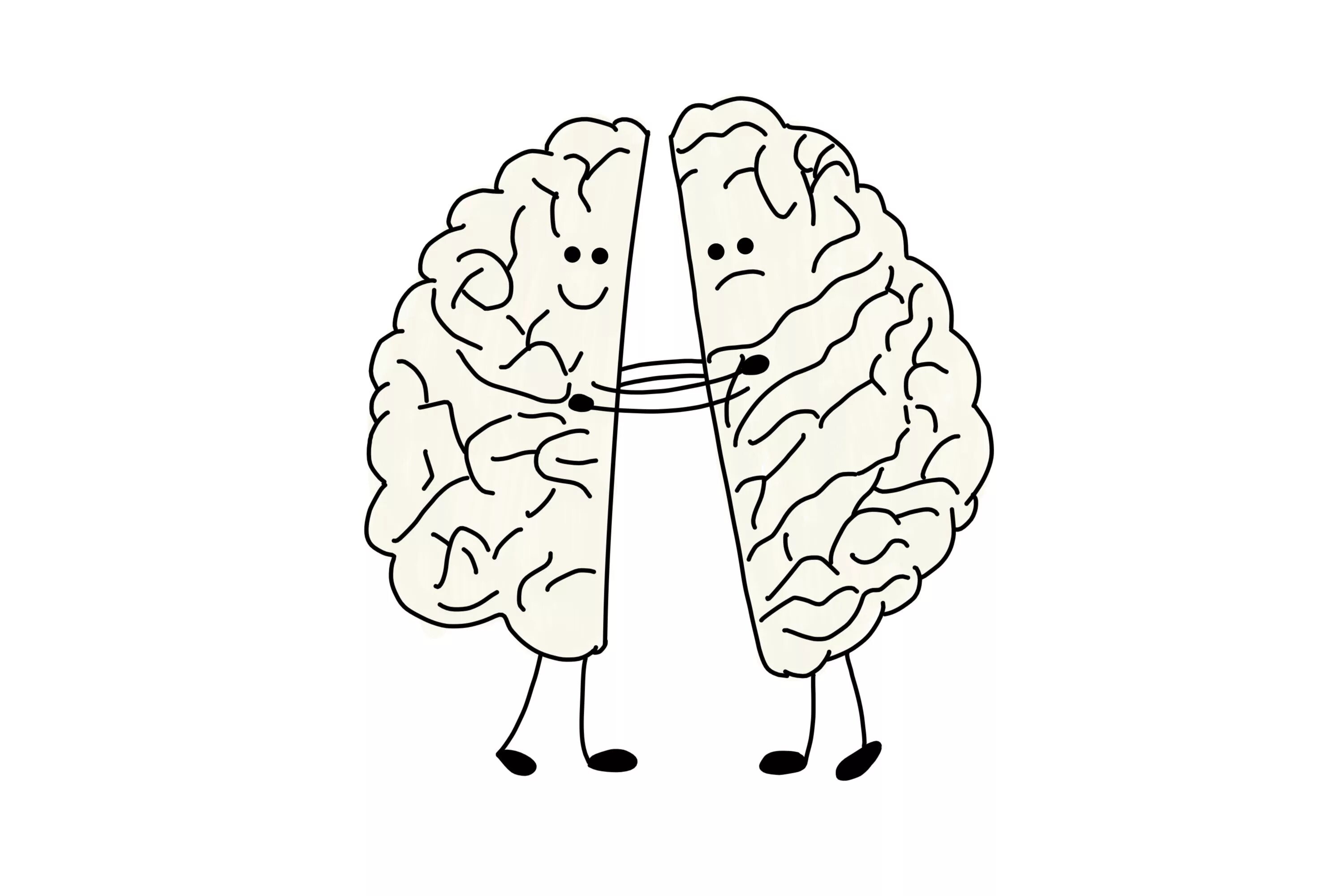 Полушария мозга. Два полушария мозга. Левое полушарие мозга. Головной мозг 2 полушария. Картинка полушарие мозга
