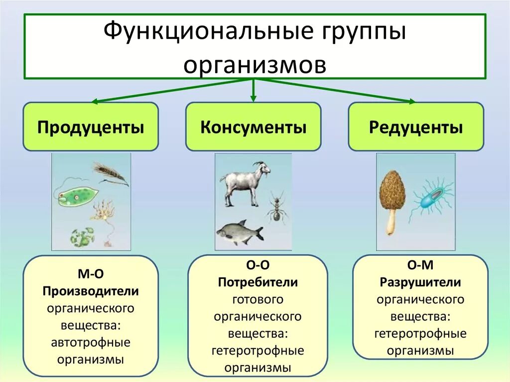 Функции редуцентов. Продуценты консументы редуценты порядок. Типы питания консументы редуценты. 3 Группы продуценты консументы редуценты. Функциональные группы живых организмов.