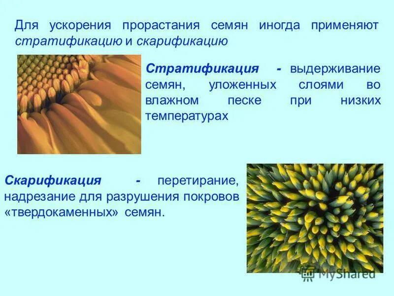 прорастание семян моркови. таблица всхожести семян овощных культур. прорастание семян моркови. проросток огурца семядоли. как ускорить всхожесть семян.