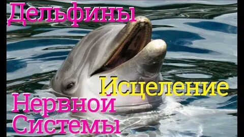 Музыка дельфины видео