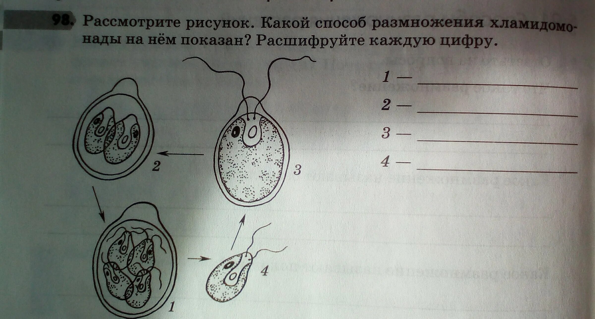 Размножение хламидомонады. Бесполое размножение хламидомонады. Рассмотрите рисунок.какой способ размножения хламидомонады. Какой способ размножения хламидомонады на нём показан.