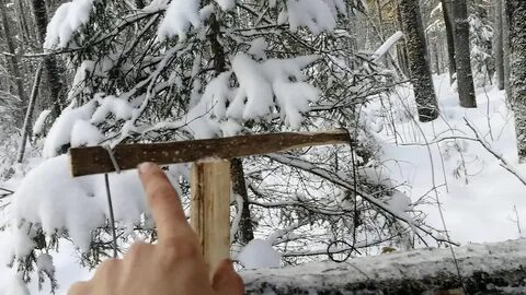 Куница самоловы