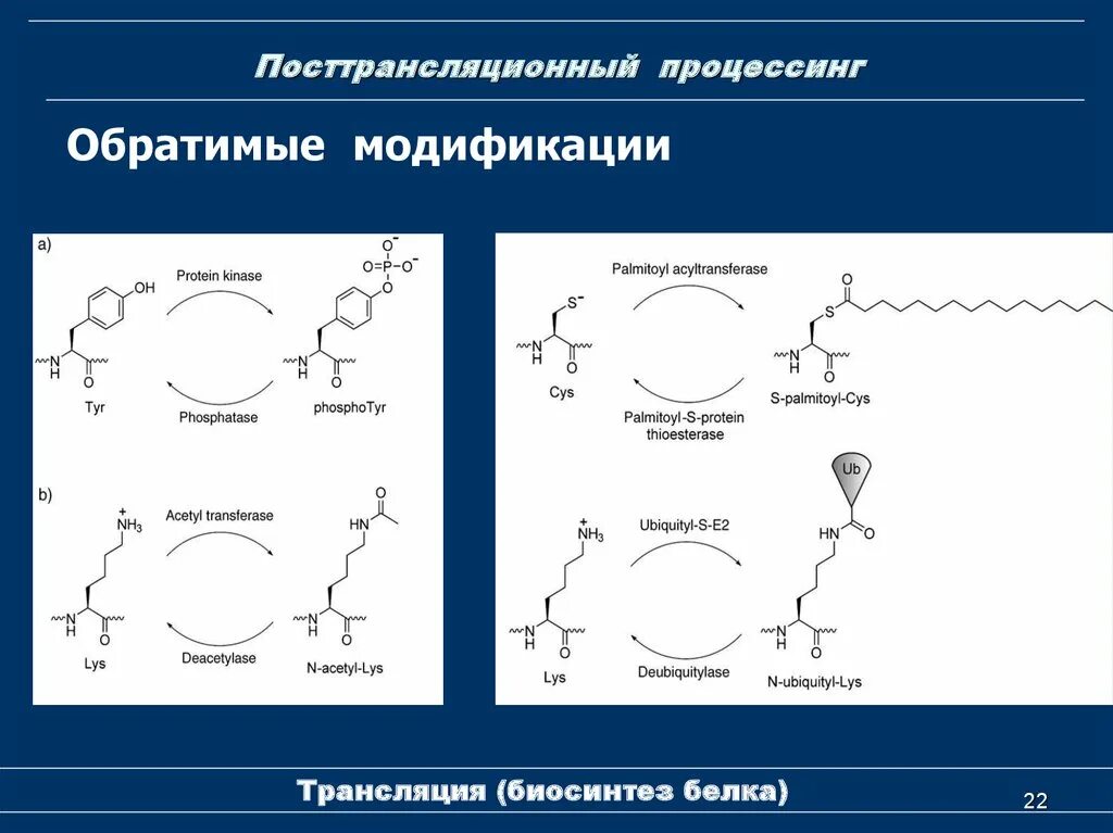 Посттрансляционный процессинг белка. Процессинг белков биохимия. Процессинг белка биохимия. Регуляция трансляции и посттрансляционные модификации белка.. Процессинг синтез