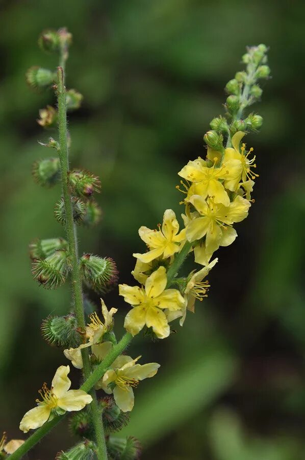 Слепушок обыкновенный. Сороканедужник фото. Лекарственное растение репешок. Репешок обыкновенный - agrimónia eupatória. Репешок лечебные свойства фото.