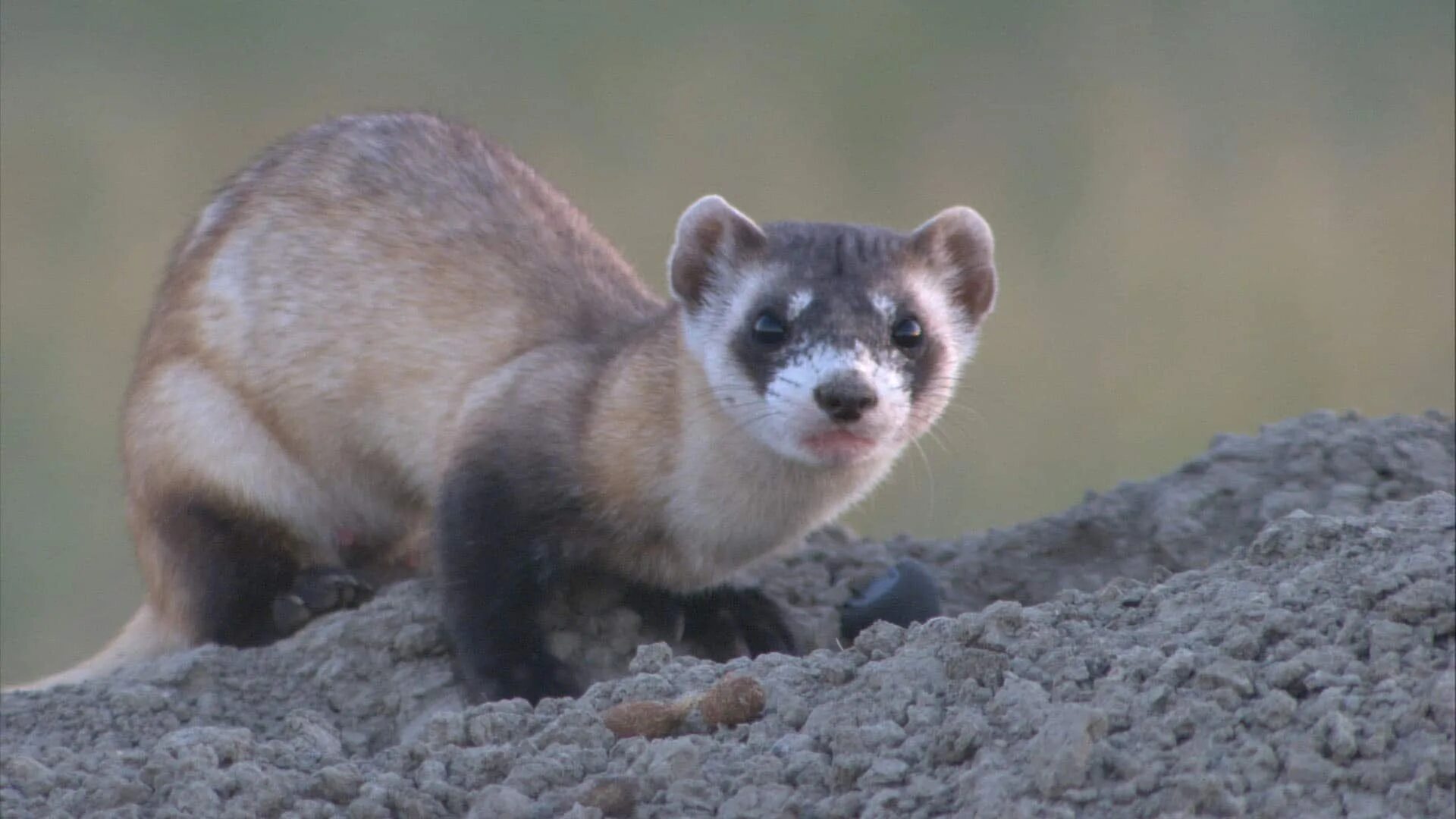 Виргинский хорь 5 букв. Mustela eversmanni). Амурский степной хорек. Хорёк степной (лат. Черный хорь.