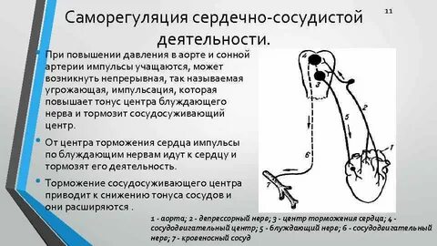 Саморегуляция сердца