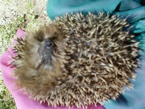 HEDGEHOG EYE INJURY HARLEY UPDATE YouTube