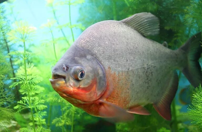 Пиранья паку аквариумная. Пиранья паку аквариумная. Пиранья паку аквариумная. Паку 4. Пиранья красный паку.