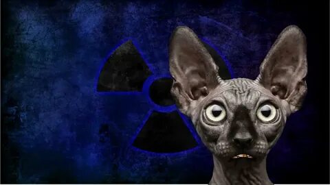 Кот костян последнее ютуб