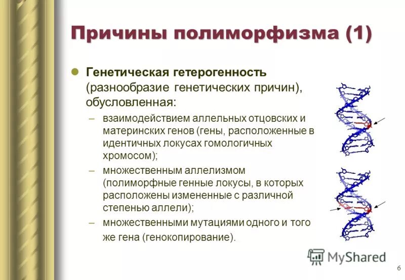 Аллельные гены расположены в. Гены расположенные в идентичных. Аллельные гены это кратко. Аллельные гены расположены в. Альтернативные аллельные признаки это.
