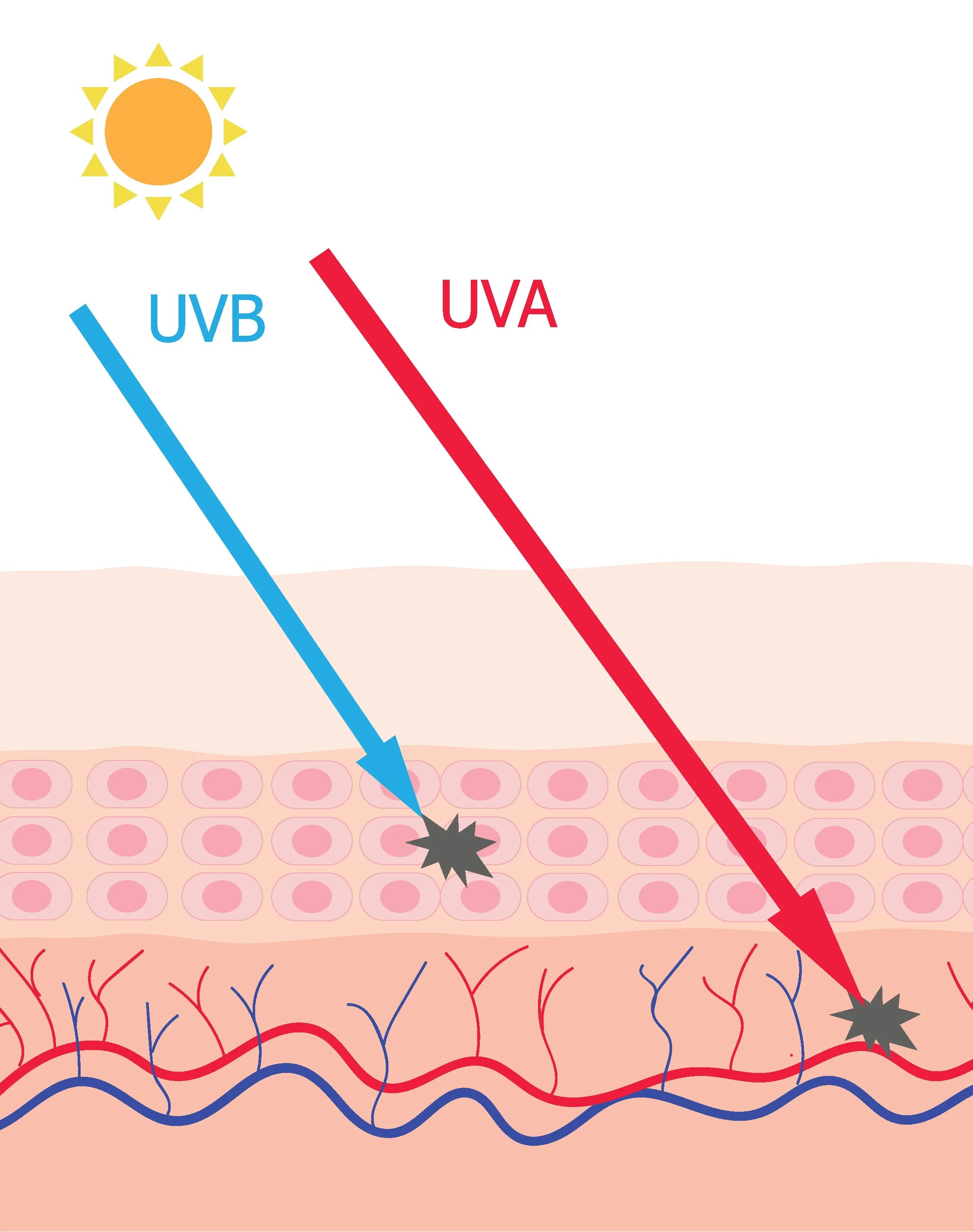 Какое действие оказывают на кожу uva лучи. Uva uvb лучи что это. солнечные лучи uva и uvb. uva b uvb лучи. uva uvb лучи косметология.