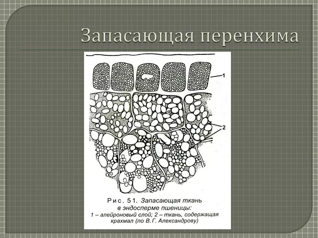 Запасная ткань растений