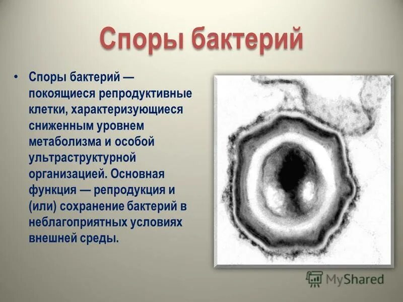 Споры бактерий 5 класс. Споры бактерий. Споры бактерий функции. Споры необходимы бактериям для. Споры бактерий выполняют функцию.