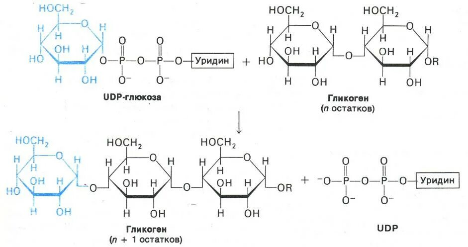 Глюкоза гликоген реакция. Глюкозо 1 фосфата из гликогена. Глюкоза 1 фосфат udp Глюкоза. Синтез гликогена из глюкозо-6-фосфата. Синтез и распад гликогена.