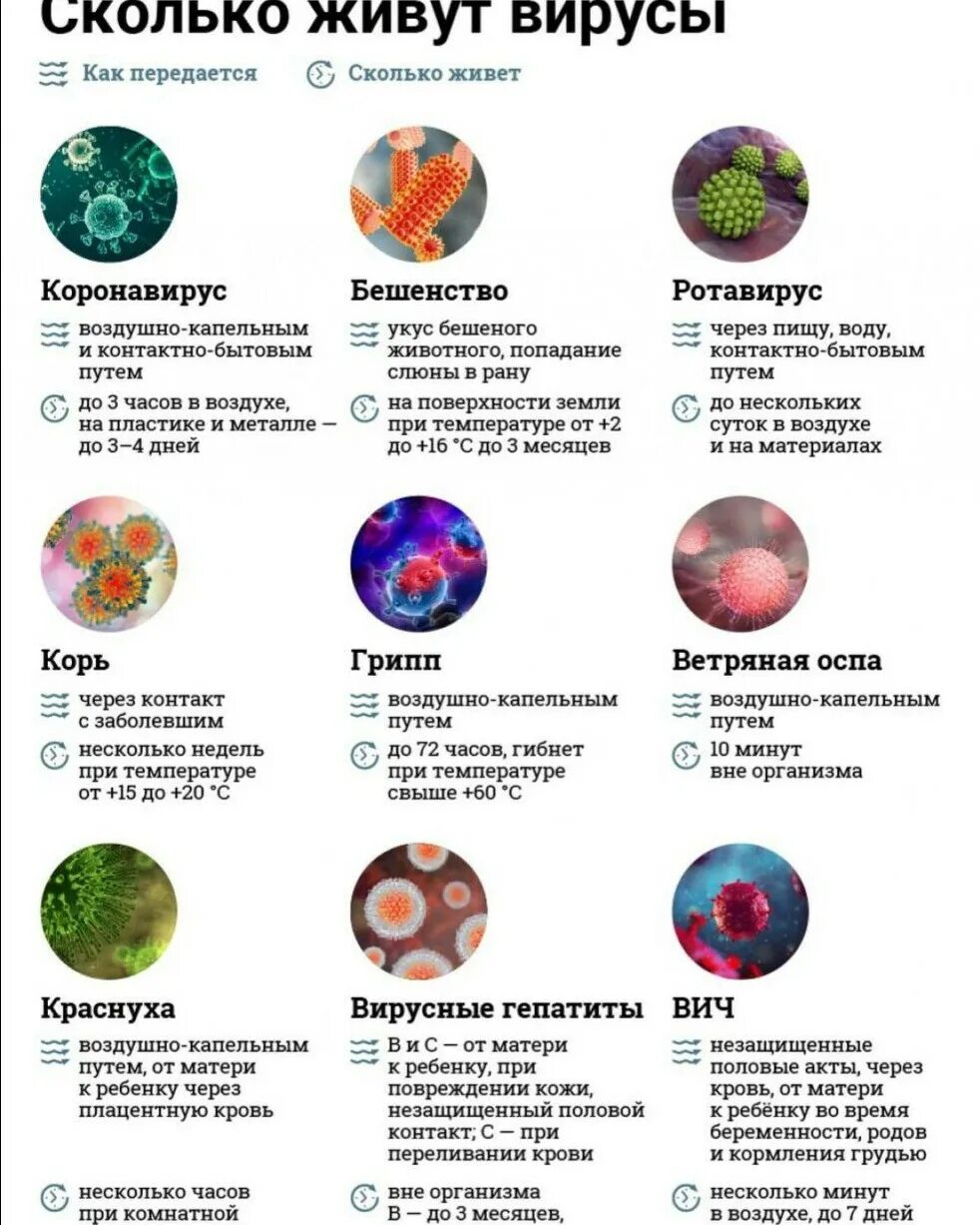 Сколько живут вирусы. Сколько живут вару. Сколько вирусы живут на предметах. Сколько живут вирусы вне организма. Сколько живет вирус на поверхности