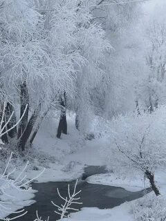 Долго зимнего