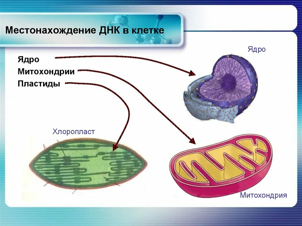 ДНК растительной клетки. Наследственный материал ядра