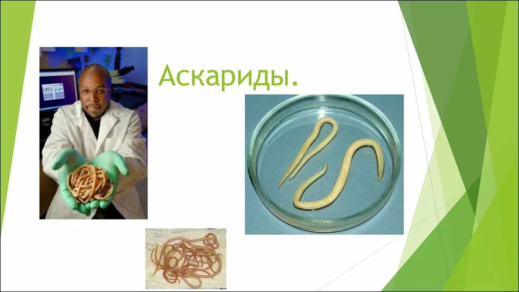 Человеческой аскаридой и человеком. Паразиты черви аскариды. Аскарида человеческая среда обитания. Кишечного паразита аскариды.