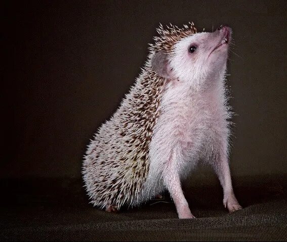 Африканский белобрюхий еж. Ежик стоит. Карликовый ушастый ежик. Карликовый ежик. Ежик на задних лапах.