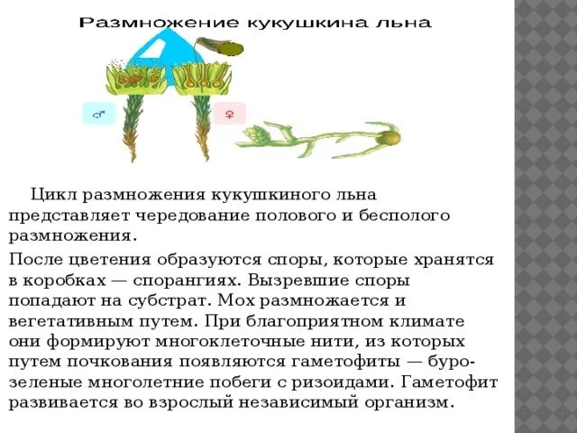 Мхи нуждаются при размножении в воде