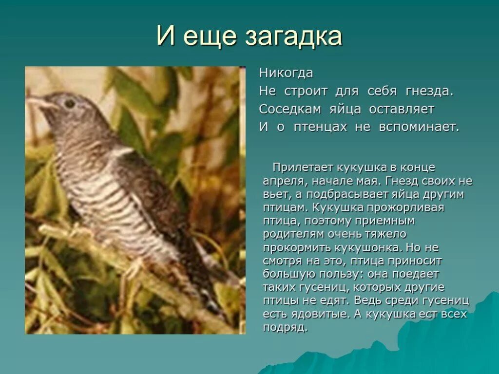 Птицы весной сочинение. Загадка про кукушку. Загадка про кукушку для детей. Кукушка для детей. Интересные факты о кукушке.