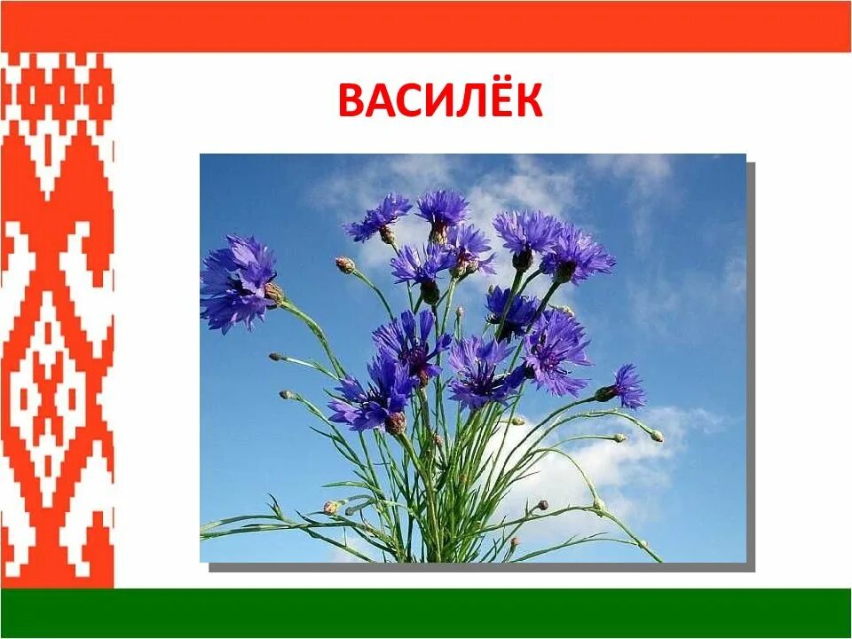 Василек на белорусском. Васильки. Василёк символ Беларуси. Василек символ. Белорусские васильки.