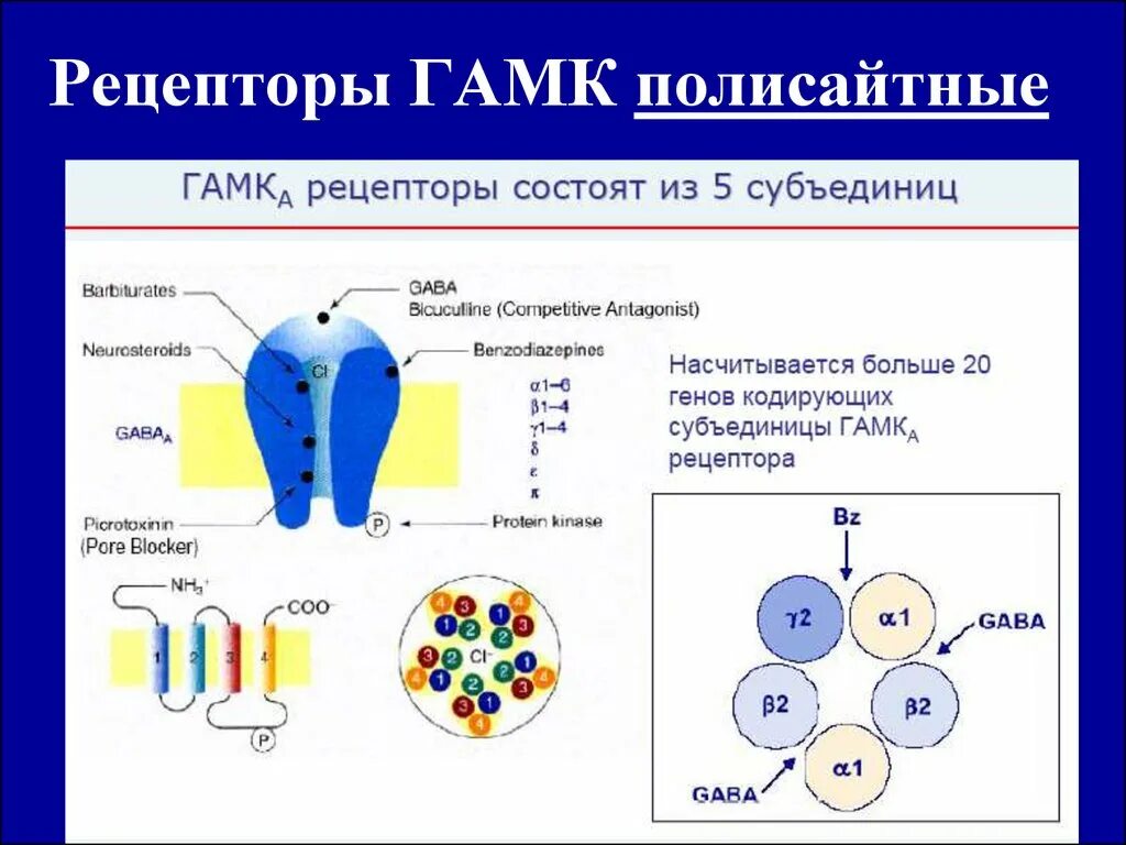 Из чего состоит рецептор. Строение гамк рецептора. гамк ергические рецепторы. субъединицы гамк рецепторов. рецепторы гамк полисайтные.