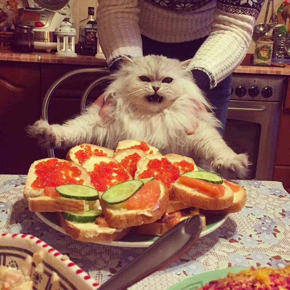 Кот поест. Животные и еда. котик с едой. смешные котики с едой. котики для поднятия настроения.