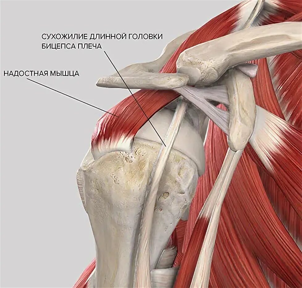 Плечевые связки. Надостная мышца плечевого сустава анатомия. Сухожилие надостной мышцы плеча анатомия. Сухожилие надостной мышцы. Сухожилие бицепса плеча анатомия.