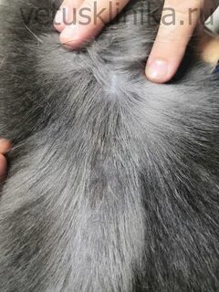Перхоть у кота на спине около хвоста
