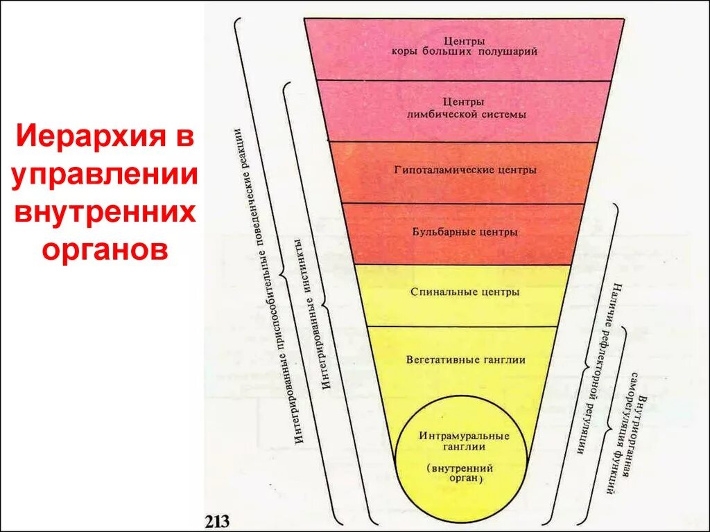 Иерархического соподчинения элементов нервной системы. Иерархического соподчинения элементов пищеварительной системы. Соподчинение органов систем органов. Структуры организма соподчинение. Внутренние органы в порядке соподчинения.