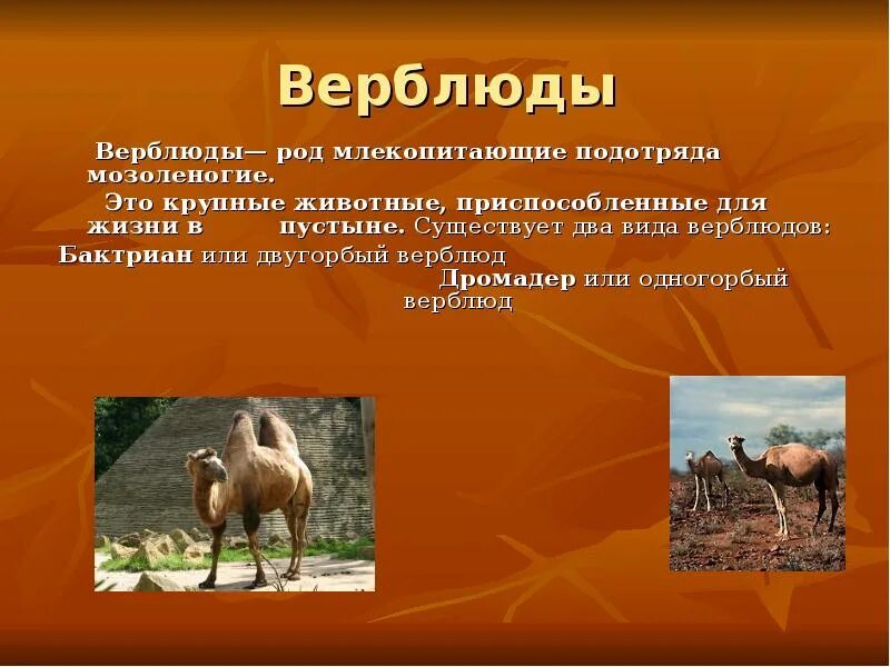 Поведенческие адаптации верблюда. Как приспособился верблюд. Поведенческие адаптации верблюда. Презентация про верблюда для дошкольников. Животные жарких стран.