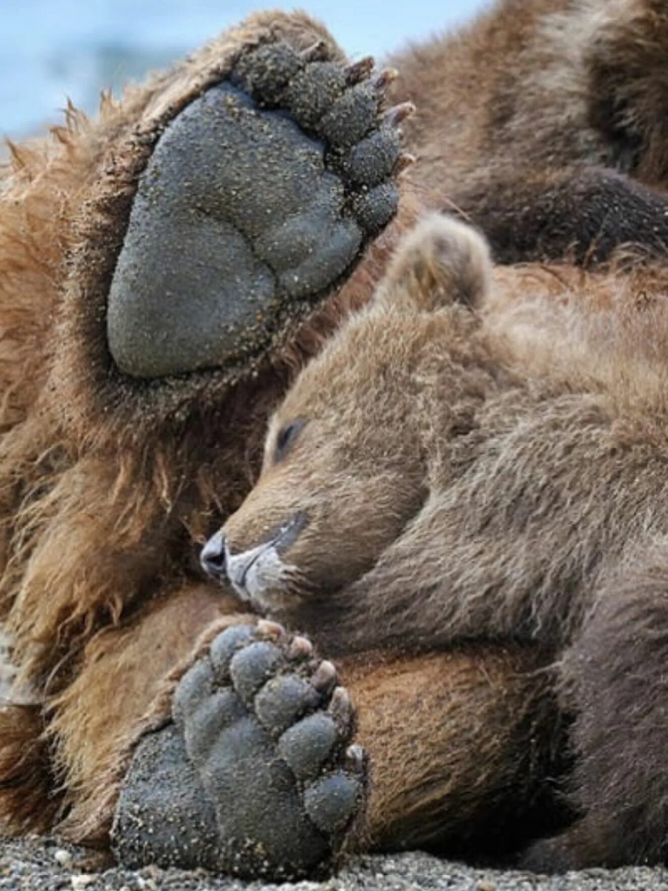 Bear s eye. Лапы медведя. Лапка медвежонка.