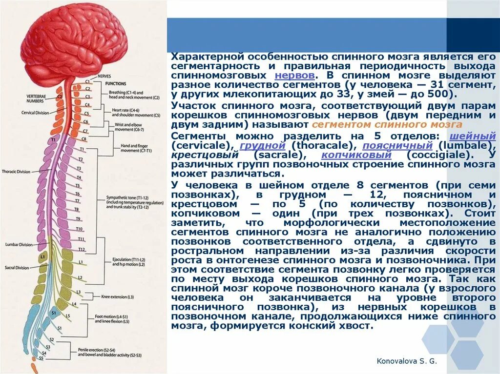 В спинном мозге выделяют. Спинной мозг. Шейные корешки. Шейные корешки сегмент. Восьмой шейный корешок.