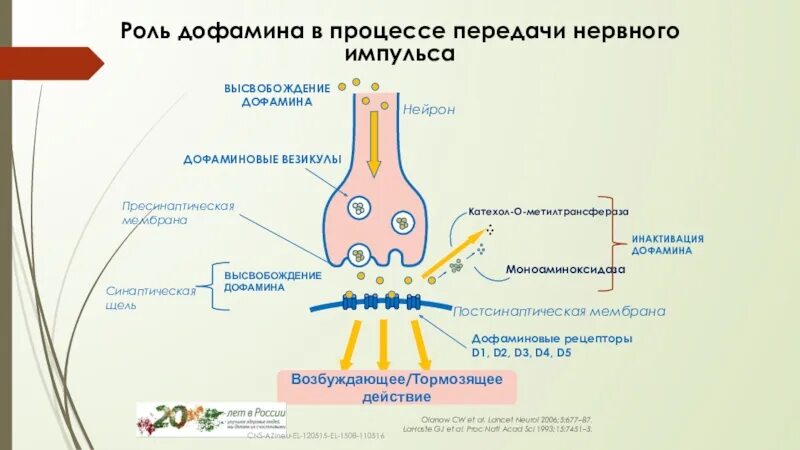 Путь передачи нервного импульса в мозг. Д1 и д2 дофаминовые рецепторы. Рецепторы постсинаптической мембраны синапса. Дофаминовые рецепторы d1 d2 d3 d4 d5. Постсинаптические дофаминергические рецепторы.