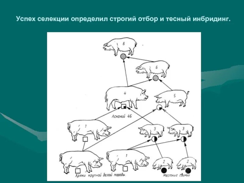 Инбридинг и аутбридинг в селекции животных. Инбридинг аутбридинг гетерозис. Селекция рисунок. Селекция животных примеры. Инбридинг 2 аутбридинг