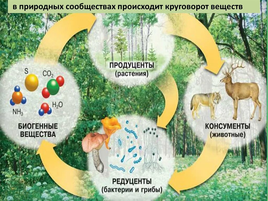 Цепь питания продуценты консументы редуценты. Замкнутый круговорот веществ в экосистеме. Компоненты экосистемы продуценты. Компоненты экосистемы 6 класс Естествознание. Бактерии и грибы составляют в экосистеме группу