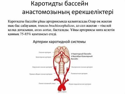 Каротидный бассейн