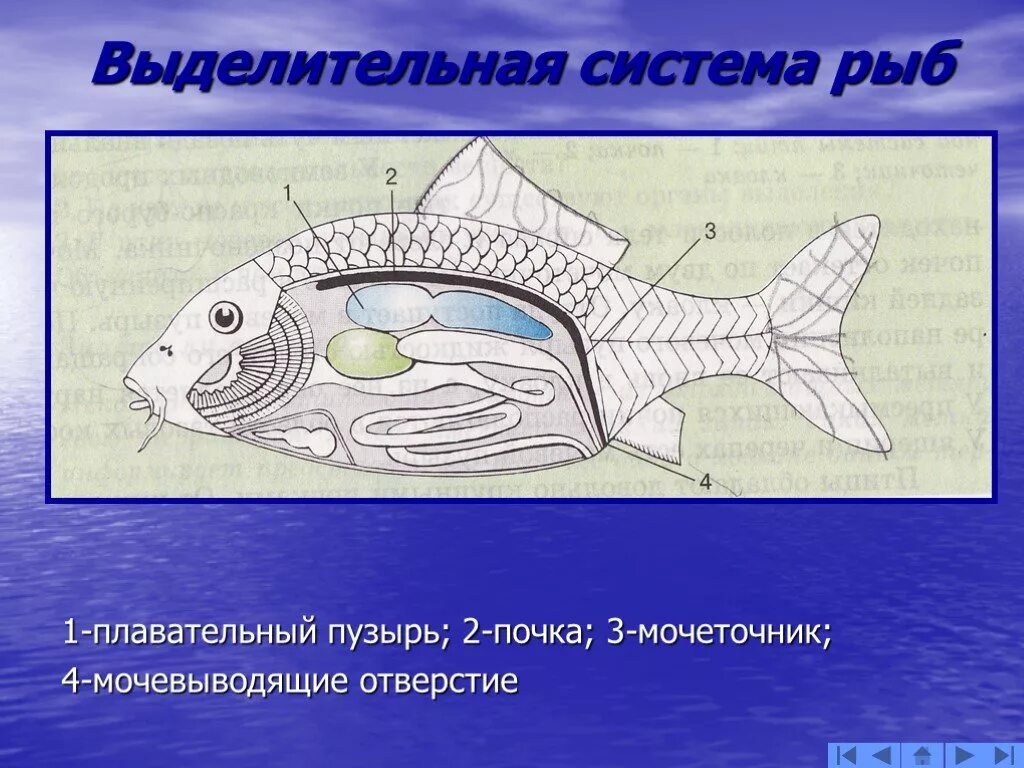 Значение плавательного пузыря у рыб. Выделительная система рыб 7 класс биология. выделительнаятсистема рыбы 7 класс биология. биология 7 классвыделительна система рыбы.. выделительная система костных рыб схема.