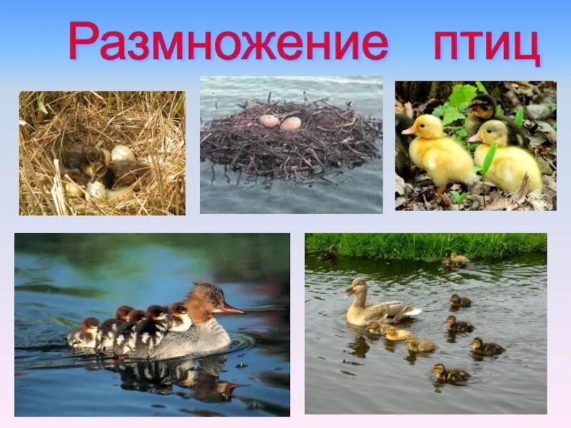 Размножение птиц видео. Размножение птиц. как размножаются птицы оплодотворение. какая птица больше всего любит размножаться.