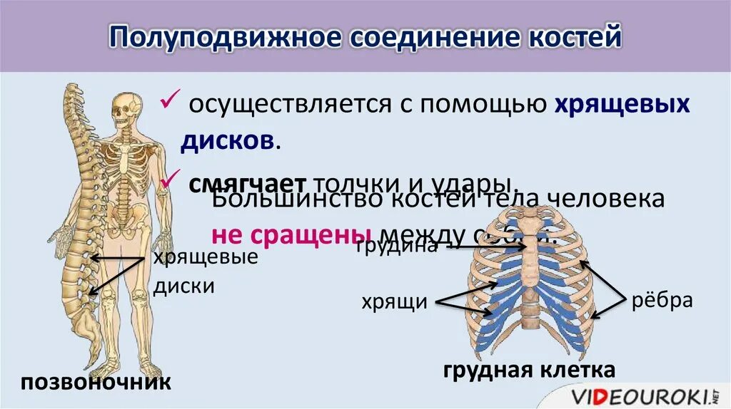 Скелет строение состав и соединение. Полуподвижное соединение костей. полуподвижные соединения костей осуществляется с помощью. полуподвижное соединение костей у человека. полуподвижное соединение костей с помощью хрящей.